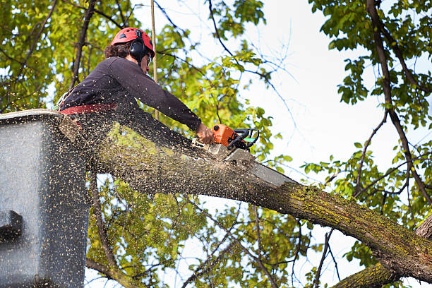 How Our Tree Care Process Works  in Missoula, MT